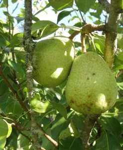 Duchesse D'Angouleme European Pear