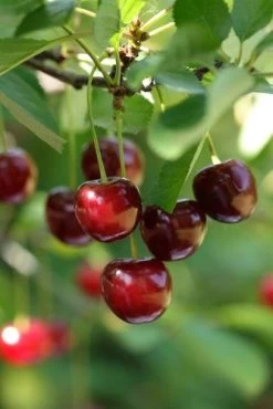 Hudson Cherry