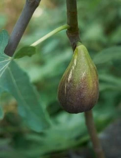 Raintree Brunswick Fig