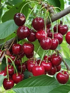 Danube Cherry