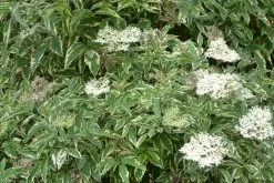 Variegated Elderberry
