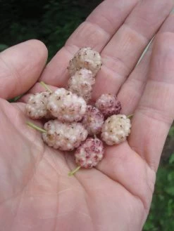 Sweet Lavender Mulberry