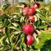 Tasty Red™ Urban® Columnar Apple