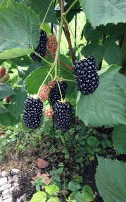 Prime Ark Freedom Thornless Blackberry