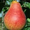 Combo European Pear Tree (5 Varieties)