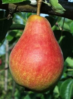 Combo European Pear Tree (5 Varieties)