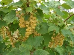 White Imperial White Currant